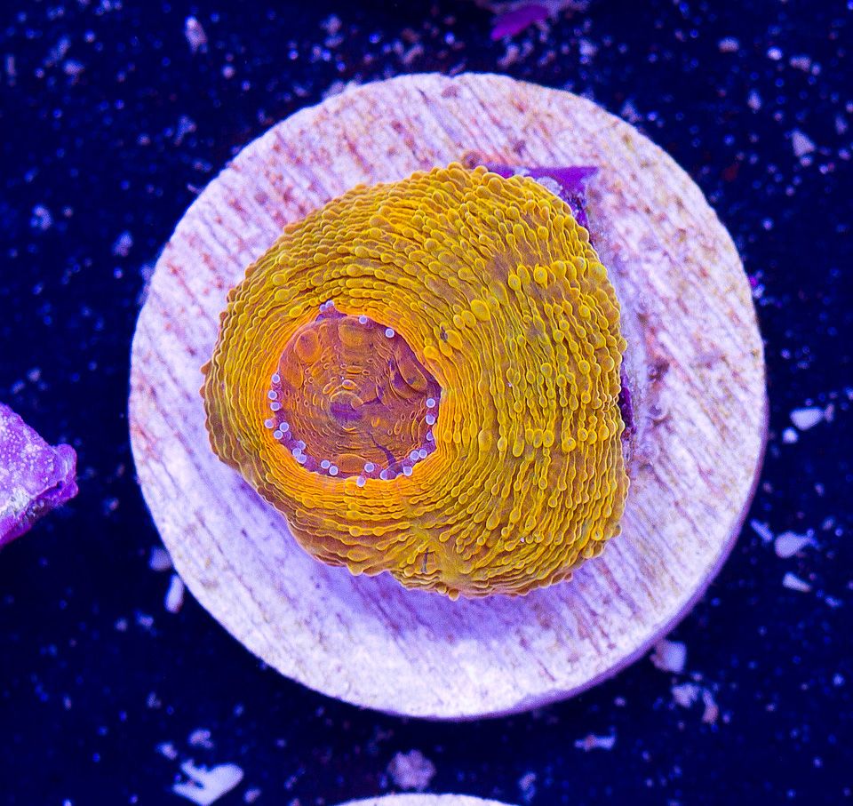 AAA-Corals_106.jpg