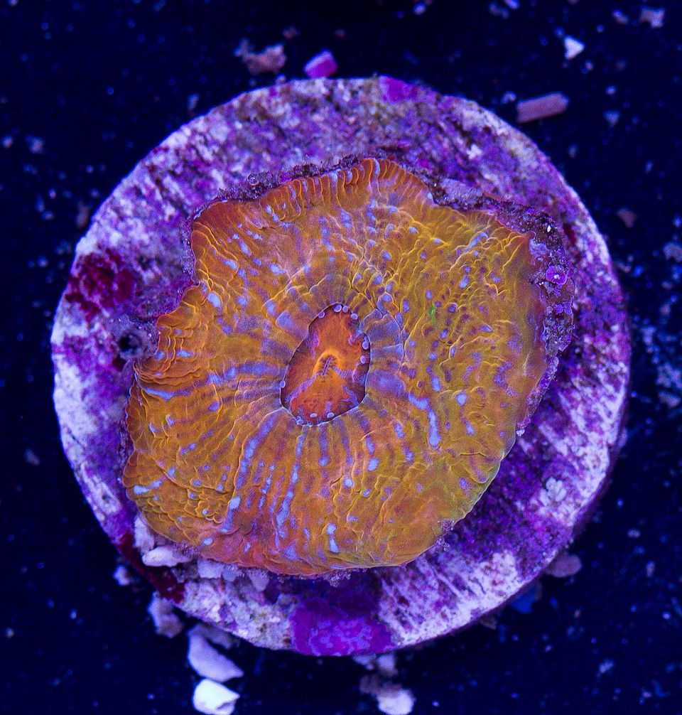 AAA-Corals_110.jpg