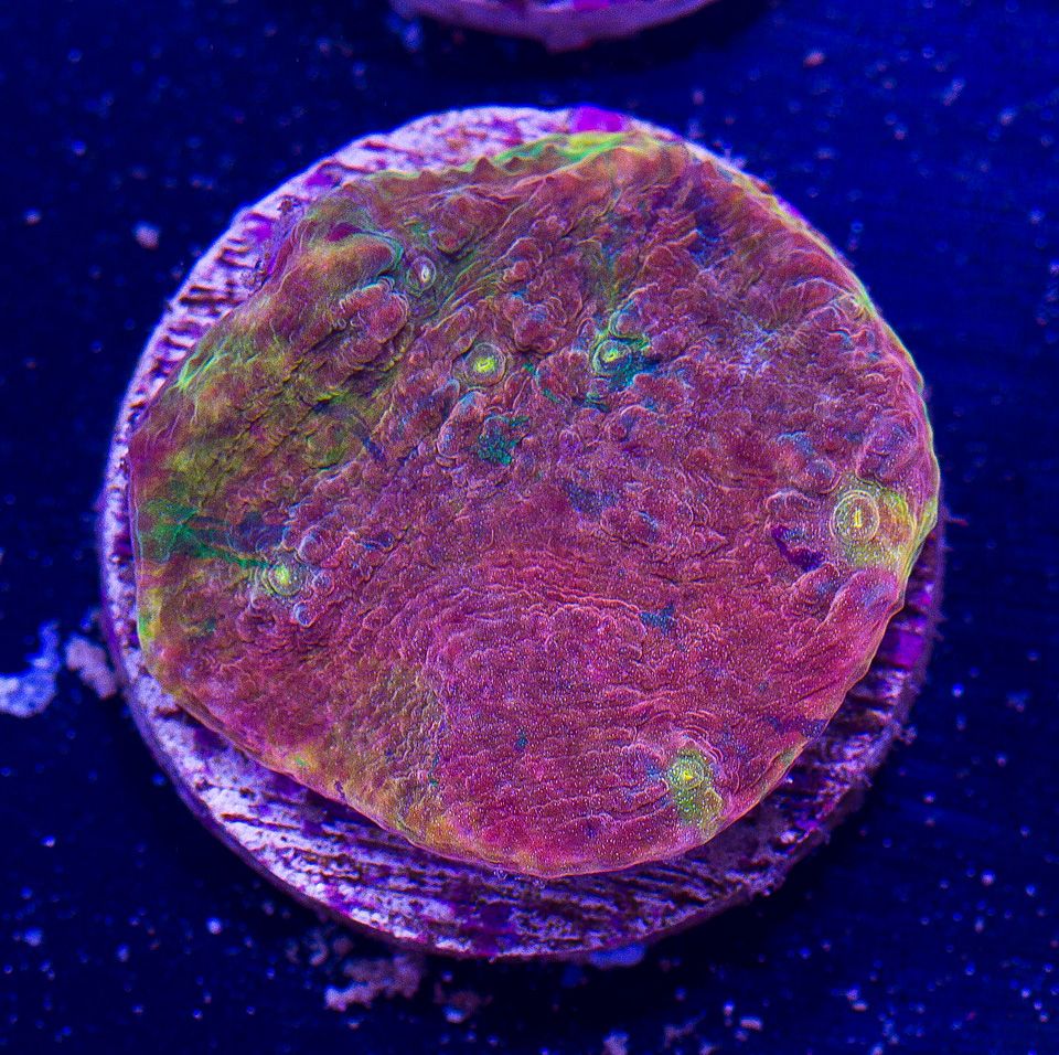 AAA-Corals_113.jpg