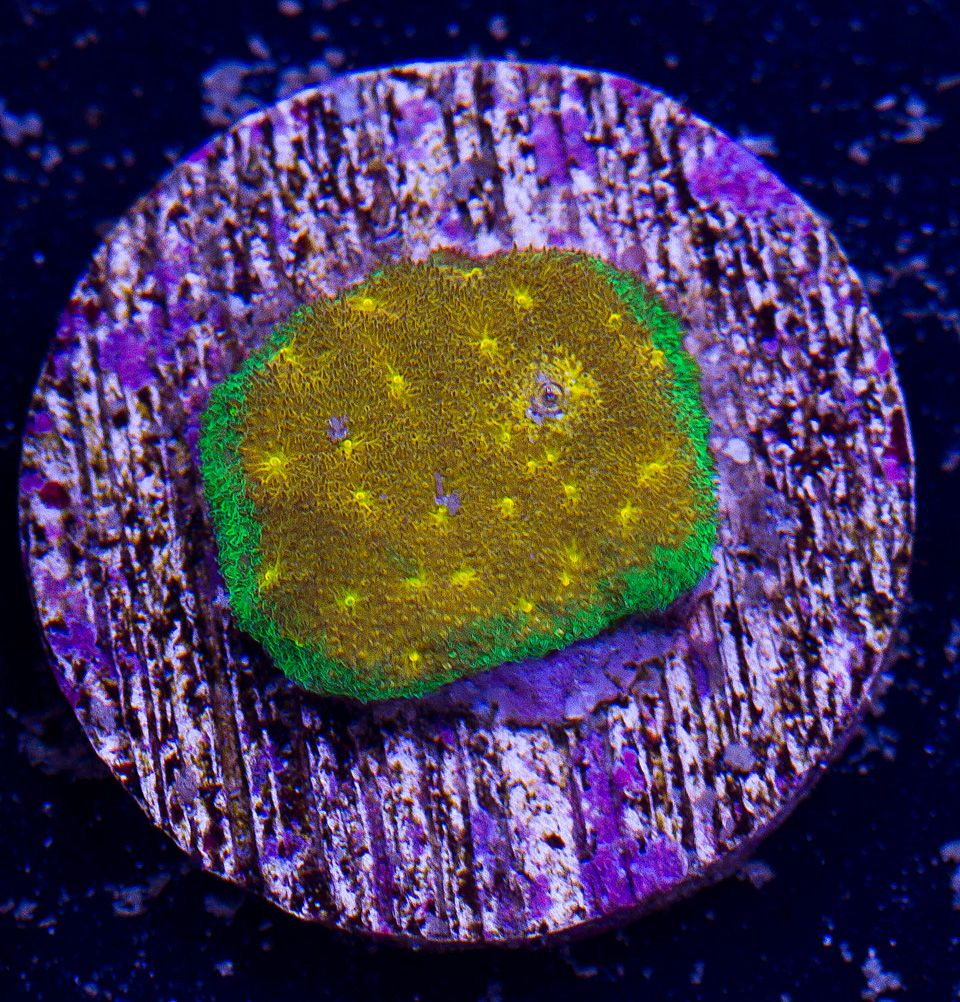 AAA-Corals_119.jpg