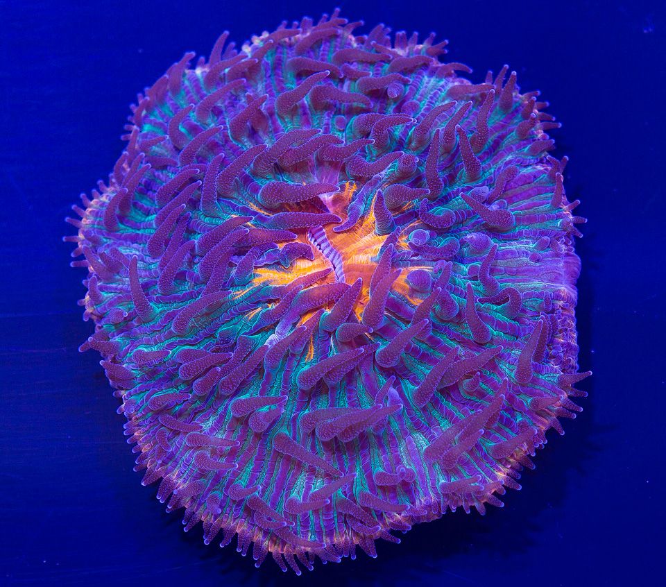 AAA-Corals_3-1.jpg