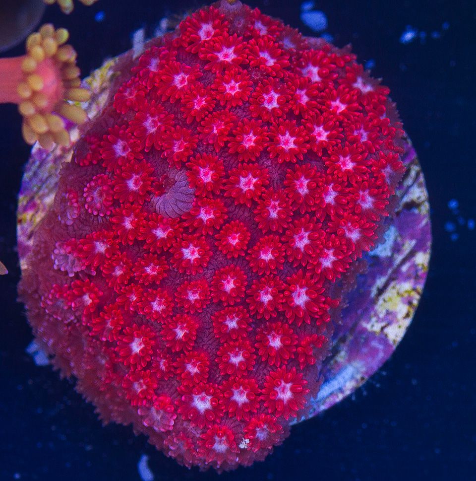 AAA-Corals_67.jpg