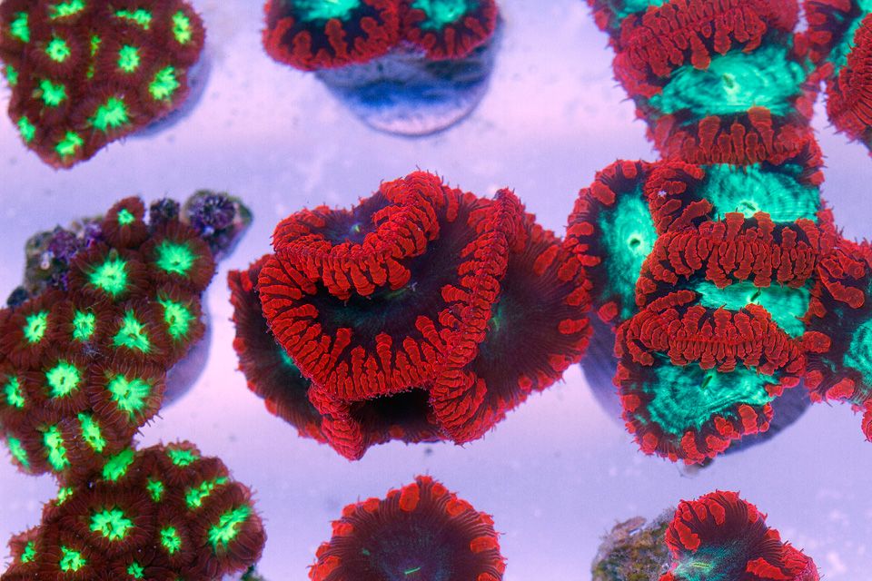 AAA-Corals_90.jpg