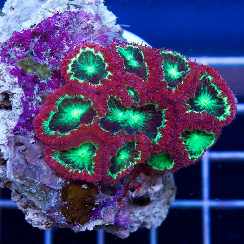 Corals_10-1.jpg