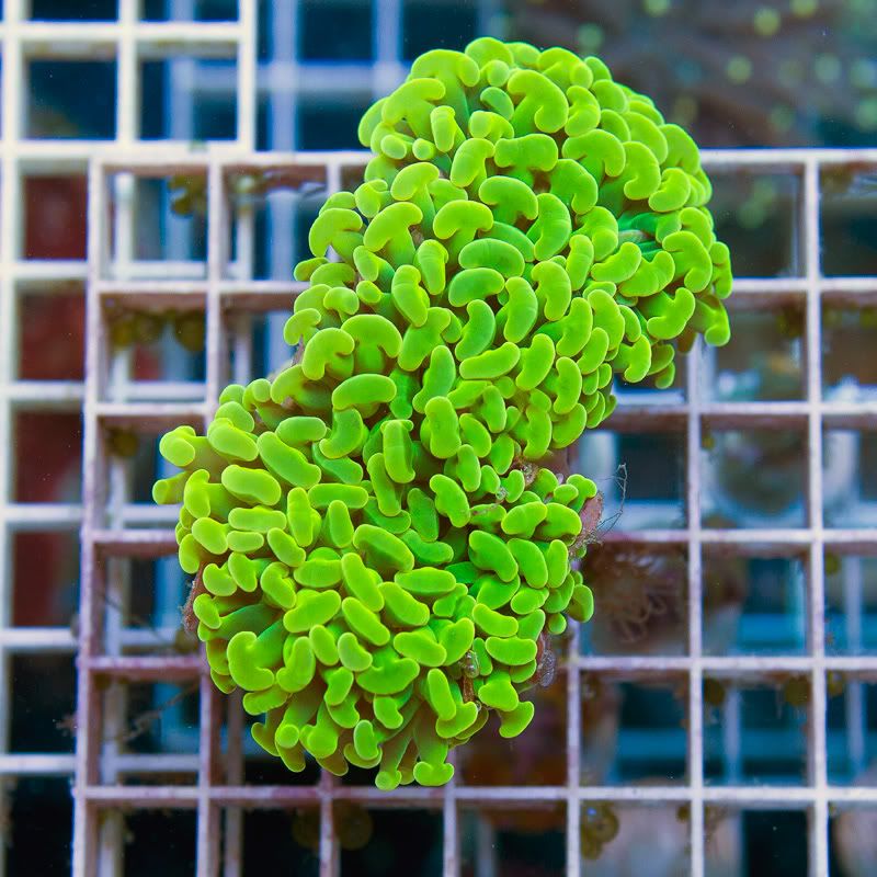 Corals_11.jpg