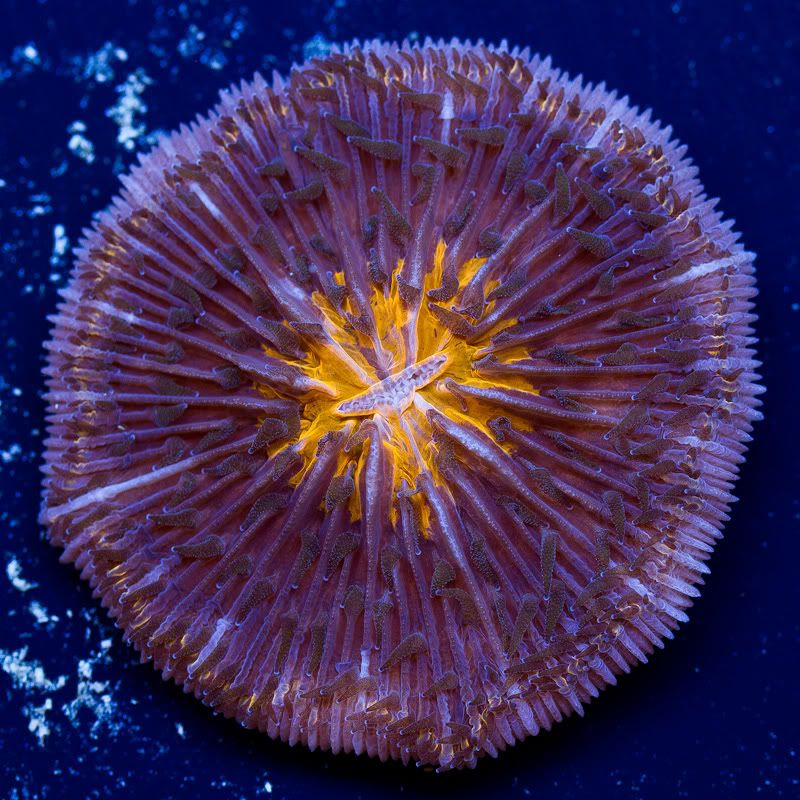 a-new-coral_10.jpg
