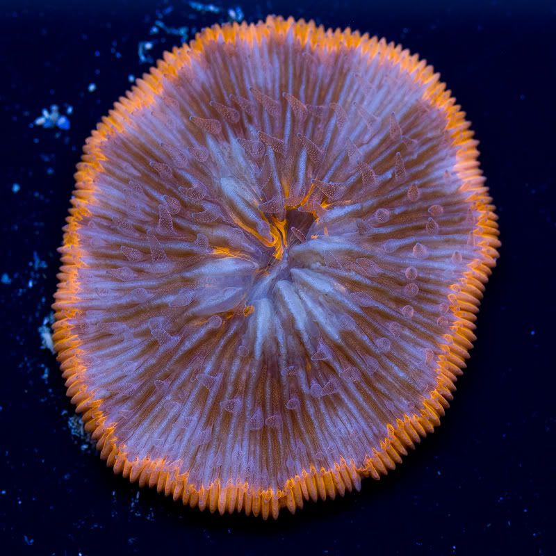 a-new-coral_11.jpg