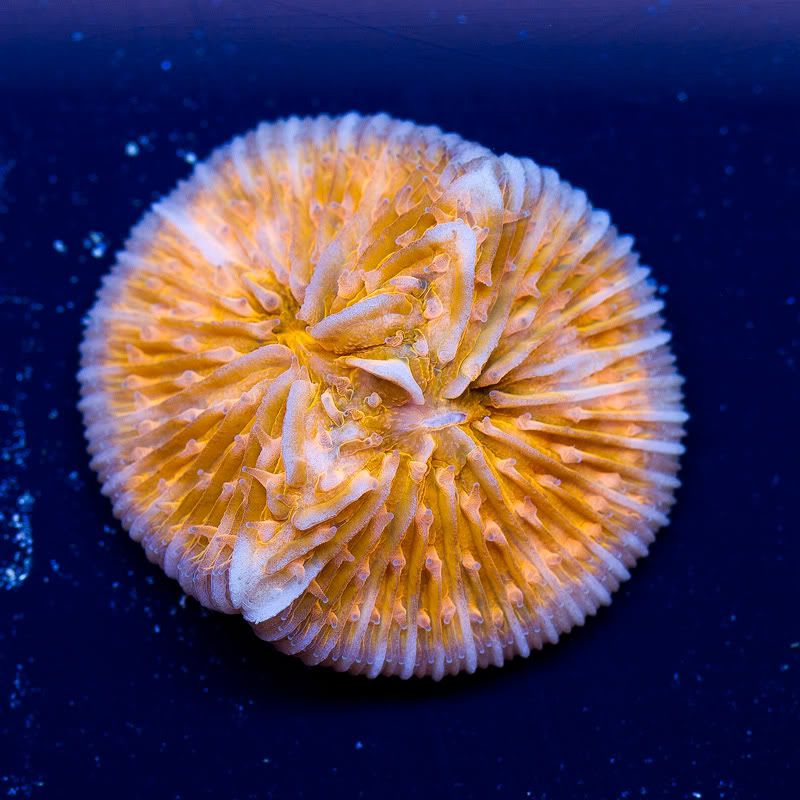 a-new-coral_13.jpg
