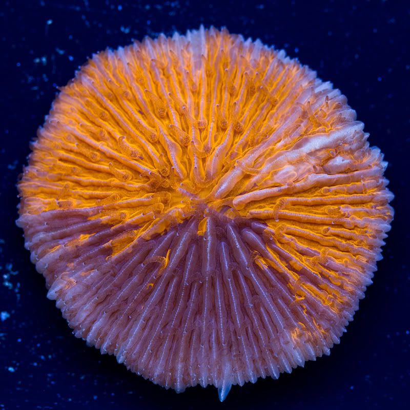 a-new-coral_3.jpg