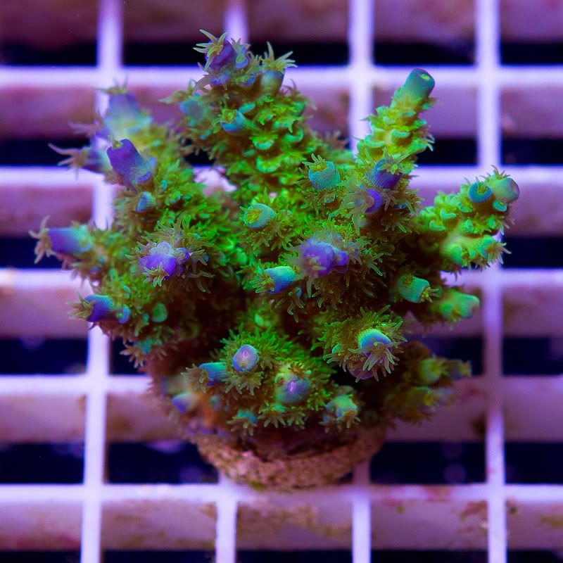 a-new-coral_44.jpg