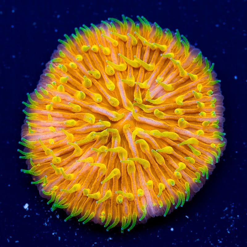 a-new-coral_6.jpg