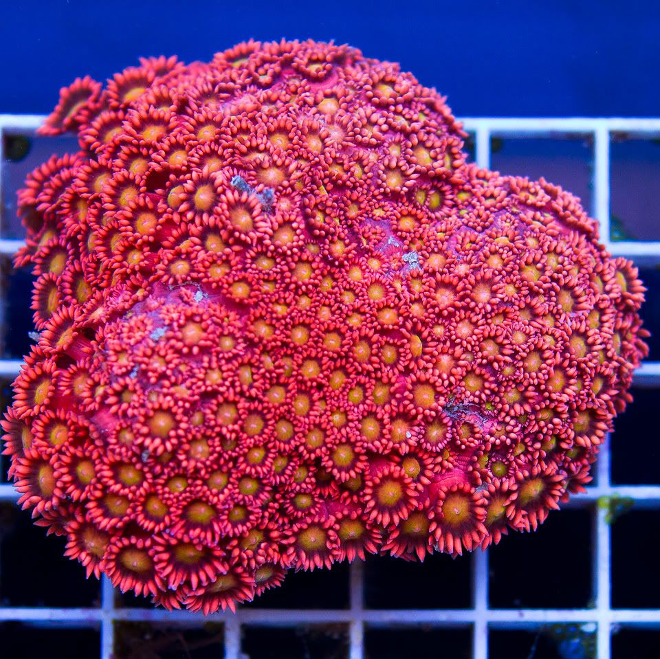 anewcoral_1-11.jpg