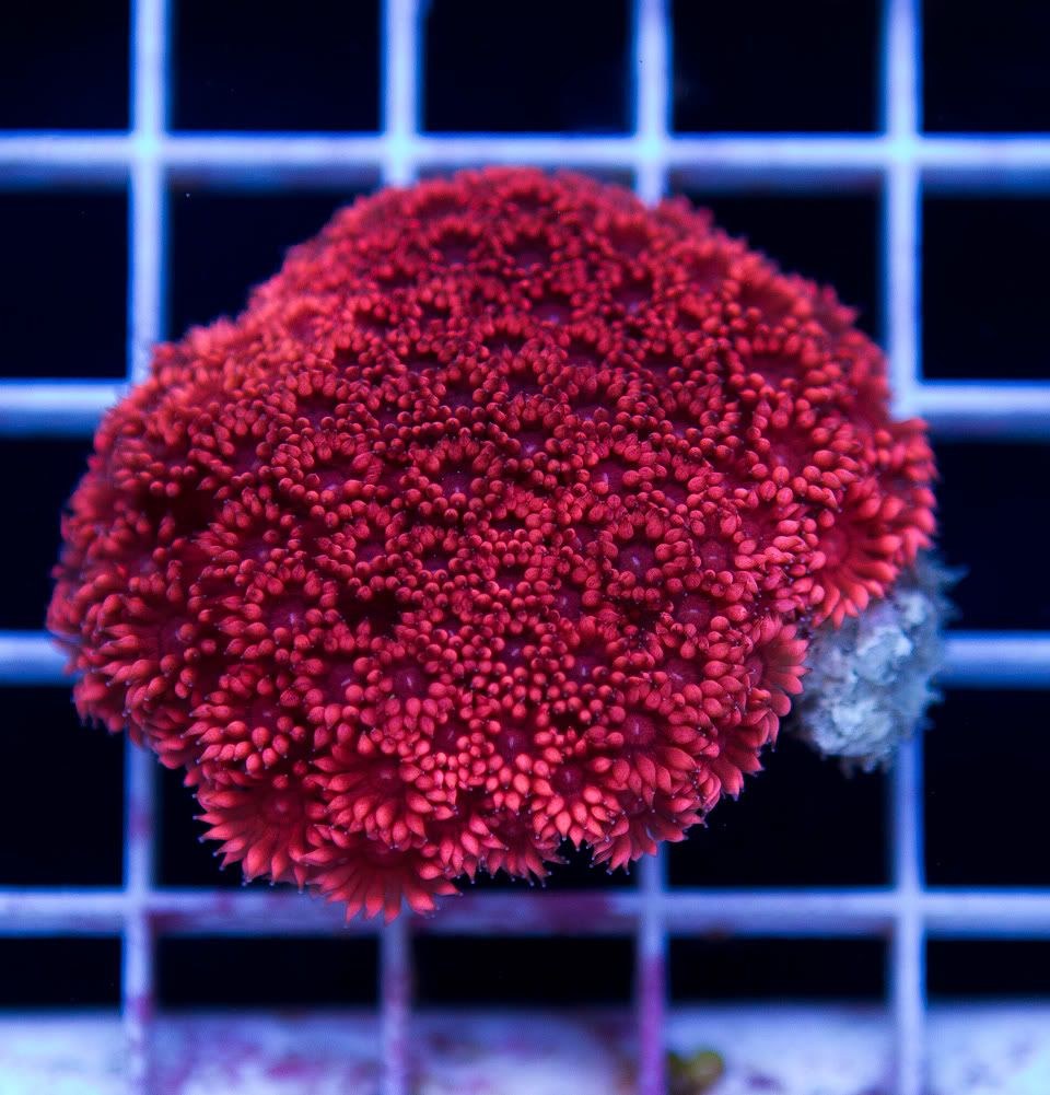 anewcoral_1-12.jpg