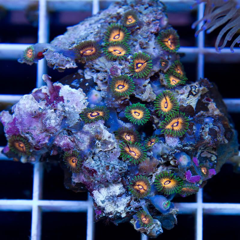 anewcoral_6-2.jpg