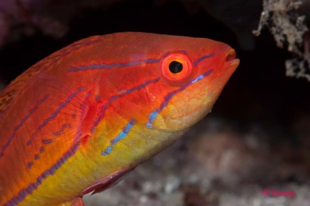 wrassecloseup.jpg