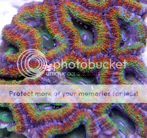 aurora_acan_macro.jpg