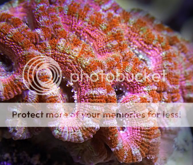 pink-acan-copy0110.jpg