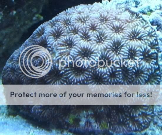 brain.jpg