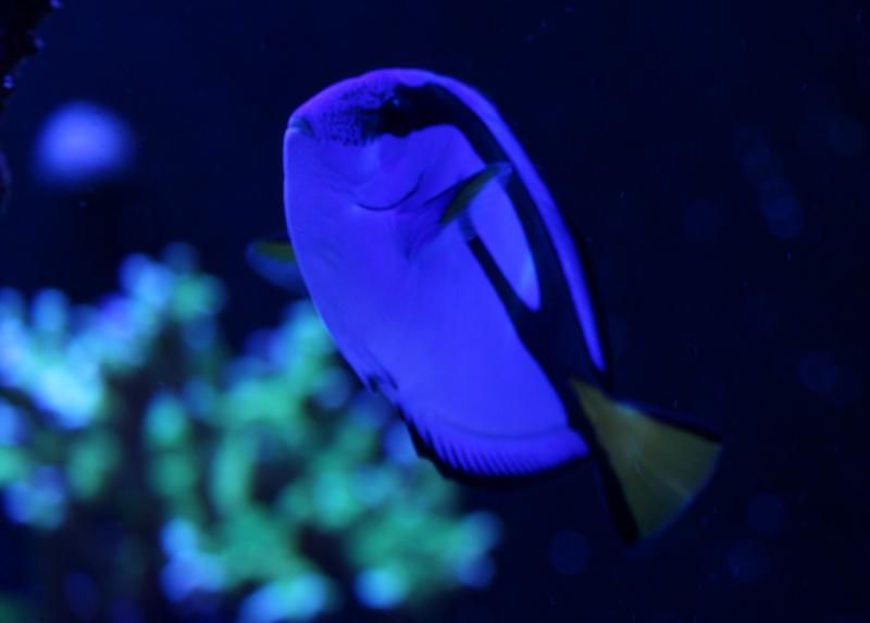 bigblue-4-13-2015-2_zps62d84c6d.jpg