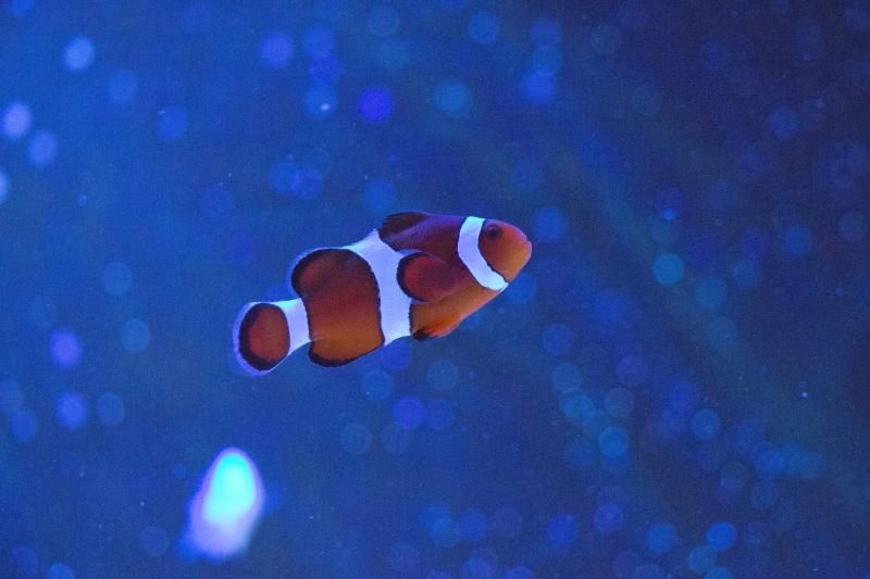 clownfish5-4-201311_zpsc1e30473.jpg