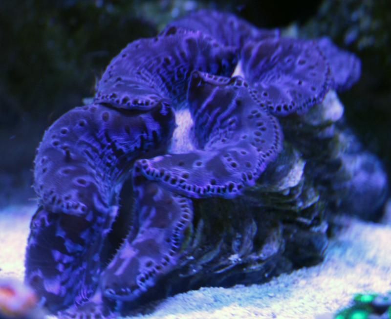 drmaxima-4-16-2013_zps663a047e.jpg