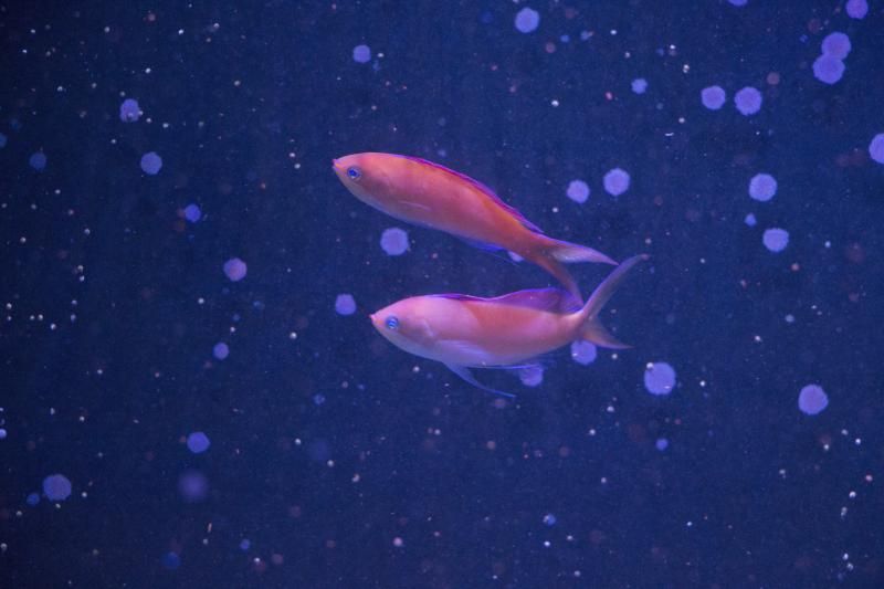 indo_dispar_anthias2_zps10eadcae.jpg