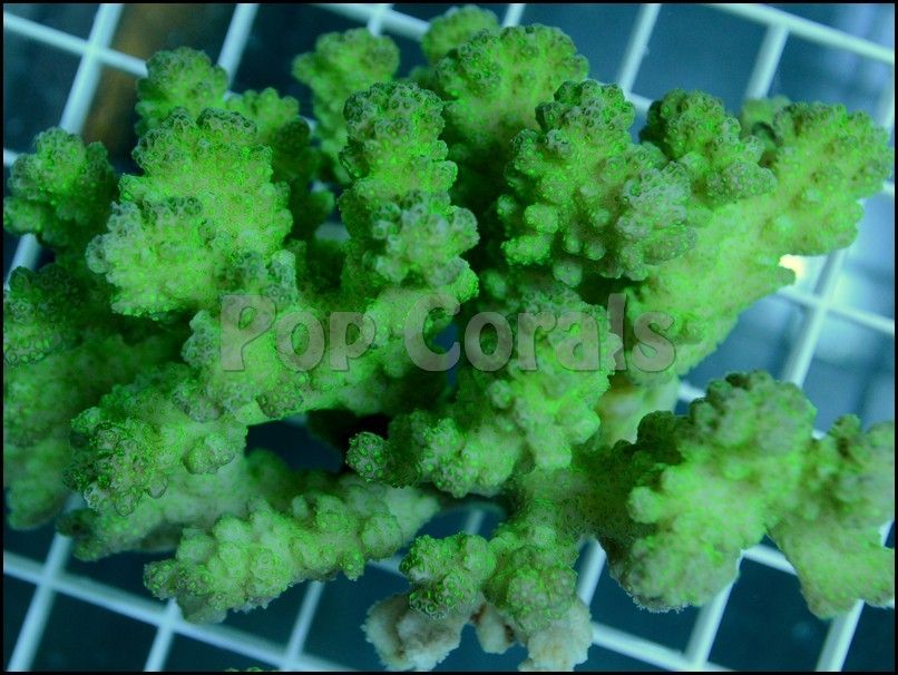 Acropora%20AUS%2033_zpsglynydw4.jpg