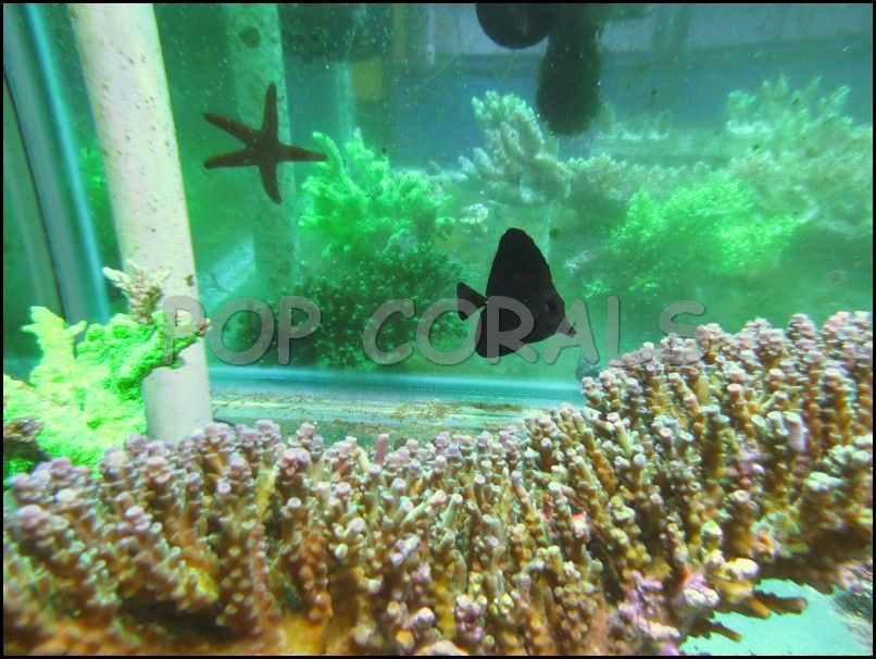 IMG_4201_zps3f58ba34.jpg