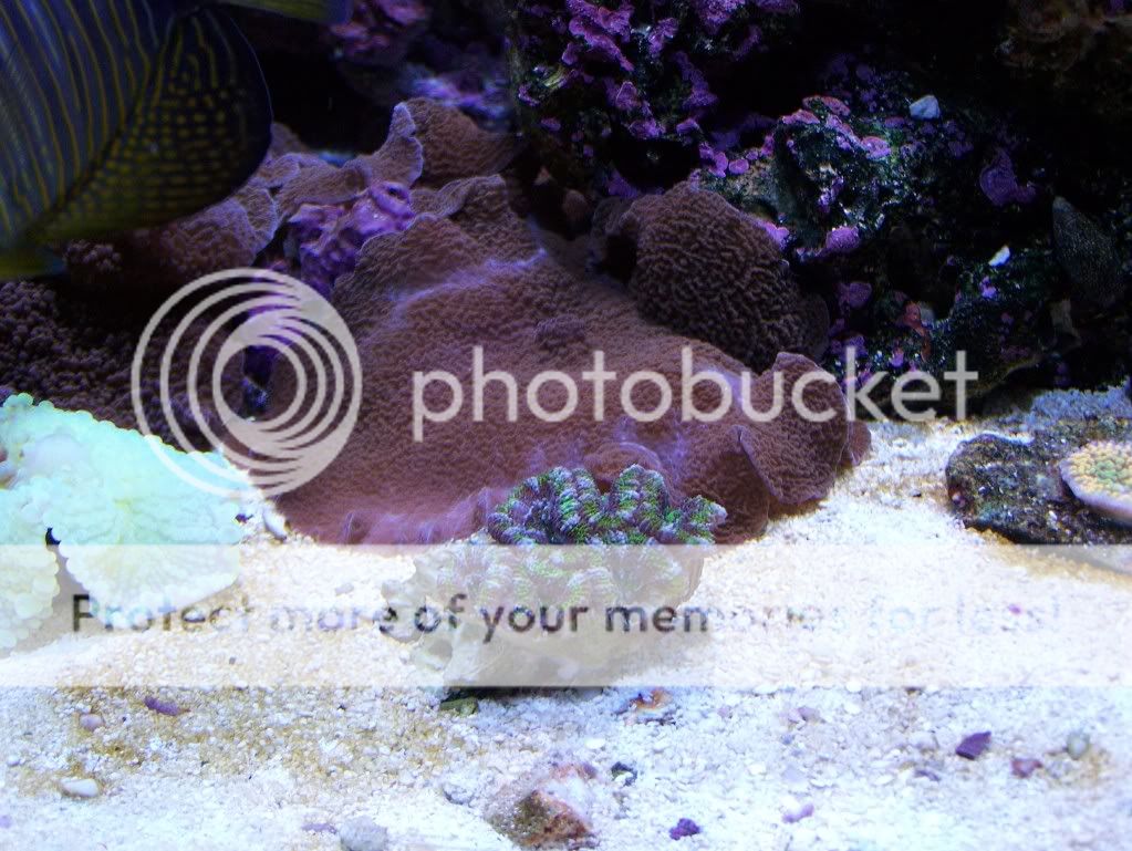 coral020.jpg
