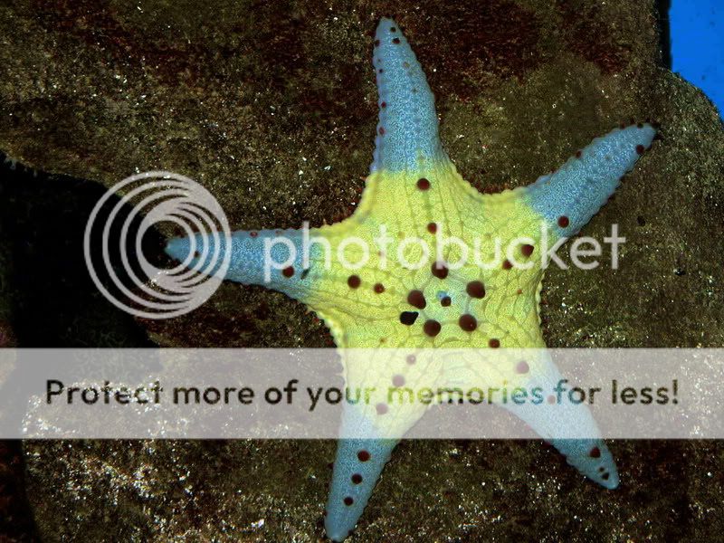 Starfish3509LR9702b.jpg