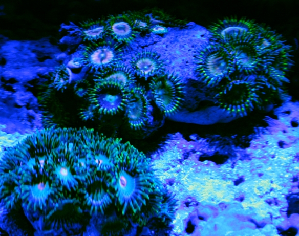 zoas02.jpg