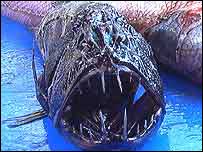 _39202056_fangt203br.jpg