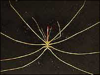 _39202060_spider203r.jpg