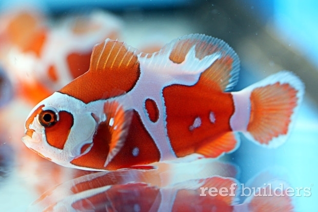 peace-keeper-maroon-clownfish-5-nggid0510628-ngg0dyn-0x0x100-00f0w010c010r110f110r010t010.jpg