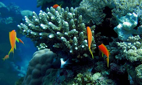 Coral-reefs-in-the-Red-Se-002.jpg