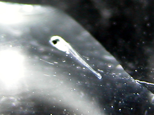 DSCN0724_A_leptacanthus_newlyhatched_larvae.jpg