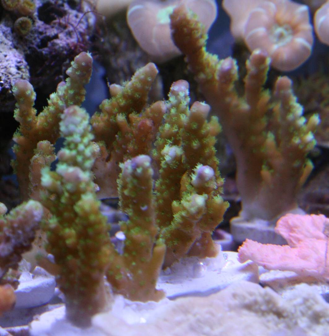 corals1.jpg