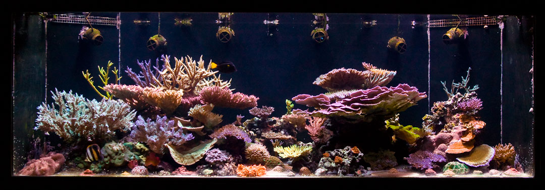 July-11-Reeftank.jpg