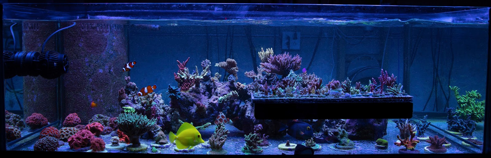 80%2BGallon%2BFrag%2BTank%2B01.jpg