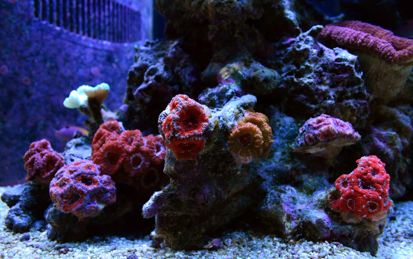 Acan%2BPic.jpg