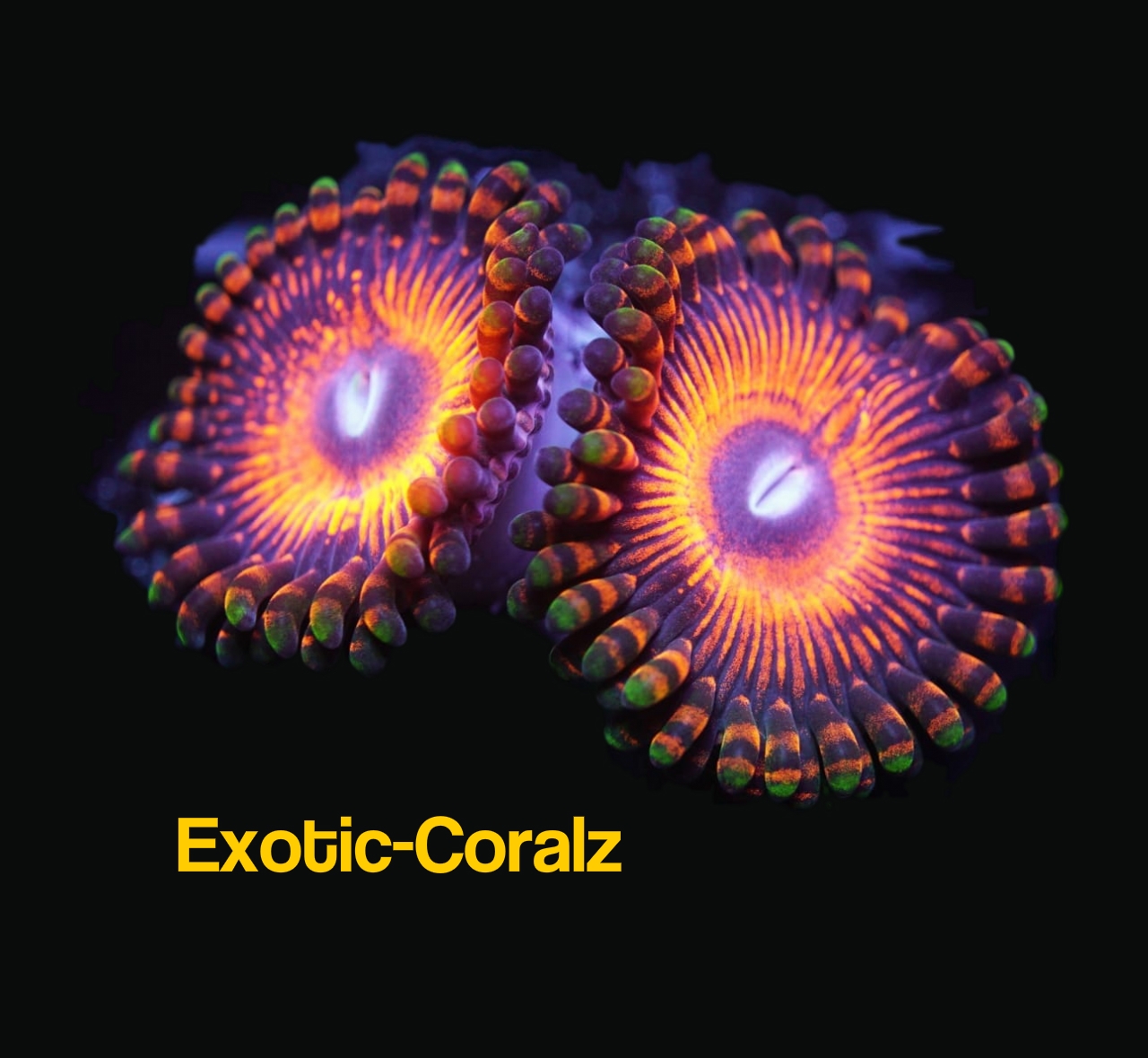 exotic-coralz.com